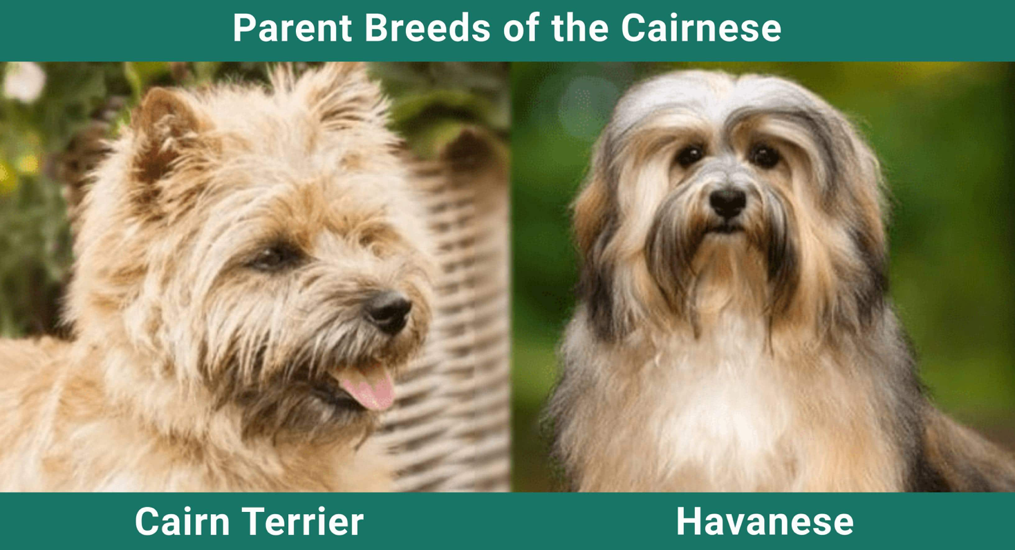 Cairnese Dog Breed Parents